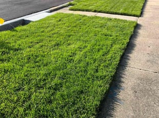 Tamara R.'s turf care service result