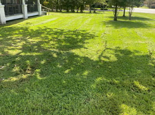 Rachel C.'s lawn maintenance service result