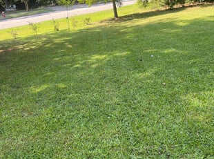 Rob D.'s lawn care service result