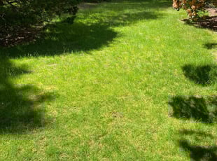Alexander J.'s yard maintenance service result