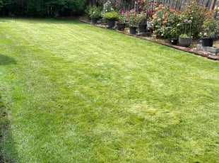 Randy D.'s turf maintenance service result