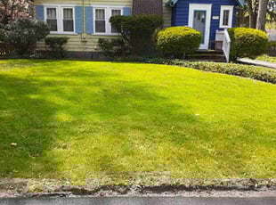 Ashley A.'s grass maintenance service result