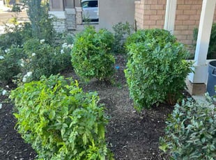 Samuel A.'s grass maintenance service result