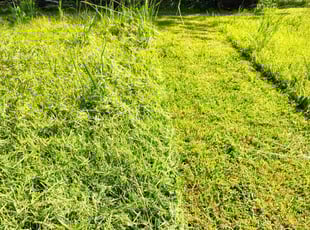 Elena G.'s turf maintenance service result