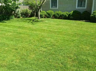 Rusty M.'s turf maintenance service result