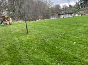 Nancy B.'s grass maintenance service result