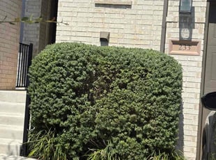 Erin V.'s lawn care services service result