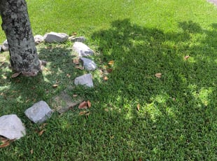 Bonnie P.'s turf maintenance service result