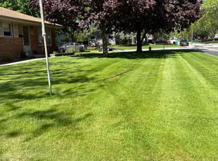 Anthony R.'s turf care service result