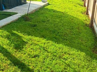 Duwan S.'s lawn care service result