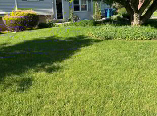 Amy S.'s turf maintenance service result