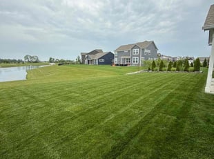 Tanya S.'s turf care service result