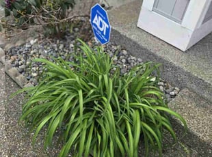 Deborah S.'s Flower Bed Weeding service result