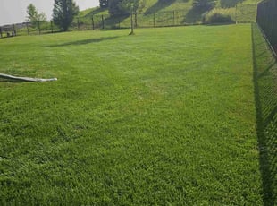 Stacy F.'s grass maintenance service result