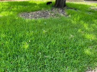 Cheryl C.'s grass maintenance service result