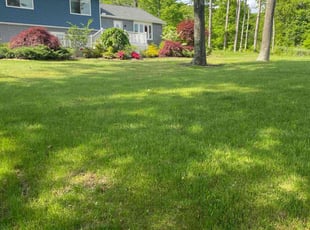 Joshua M.'s turf maintenance service result