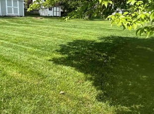 Nikki H.'s grass maintenance service result