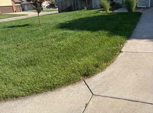 Micah G.'s turf care service result