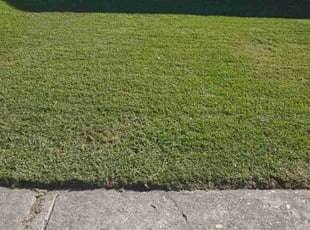 Justina U.'s grass maintenance service result
