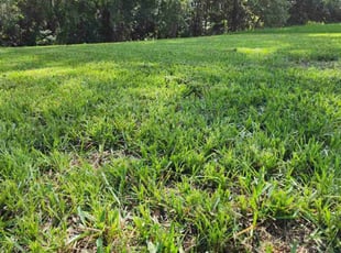 Heather C.'s grass maintenance service result