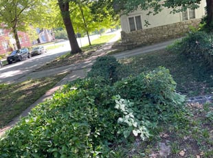 Thomas B.'s Bush Trimming service result