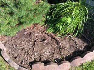 Eric F.'s Flower Bed Weeding service result