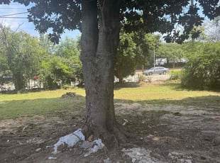Elvira B.'s lawn care service result