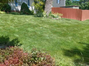 Erica G.'s turf care service result