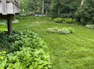 Gavin W.'s turf care service result