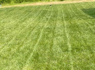 Shamae B.'s grass maintenance service result