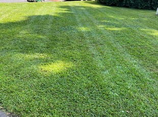 Peter S.'s lawn care service result