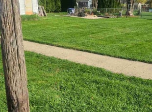 Layla T.'s grass cutting service result