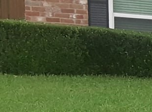 Alan M.'s Bush Trimming service result
