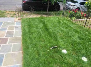 Steven L.'s turf maintenance service result