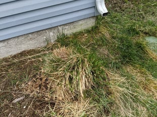 Chico M.'s Bush Trimming service result
