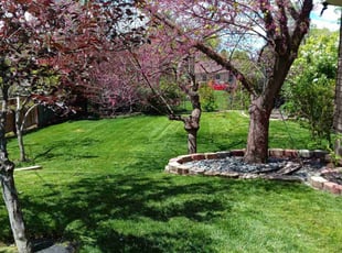 Denise M.'s lawn care service result