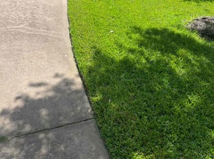 Michael J.'s turf care service result