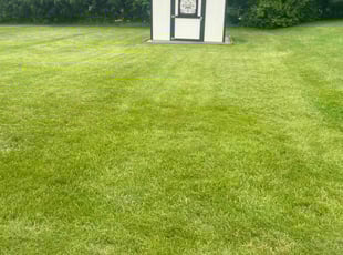 Tia M.'s turf care service result