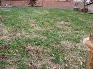 Robert T.'s Leaf Removal service result