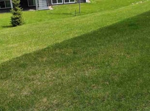 Michael D.'s lawn service service result