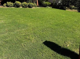 Sherri H.'s turf care service result