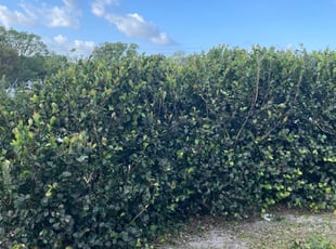Maxwell C.'s Bush Trimming service result
