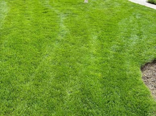 Michelle M.'s lawn maintenance service result
