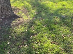 Victor Y.'s lawn care service result