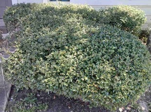 Jackie M.'s Bush Trimming service result