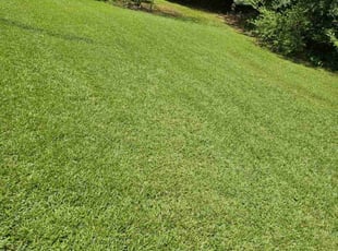 Leanna Y.'s lawn service service result