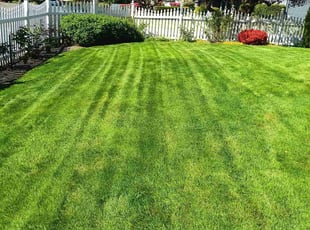 Alexis L.'s grass cutting service result