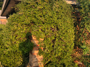 Donald H.'s Bush Trimming service result