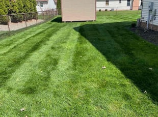 Kandy P.'s lawn care service result