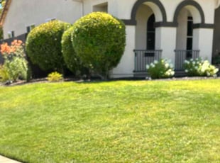 Nikki G.'s turf maintenance service result